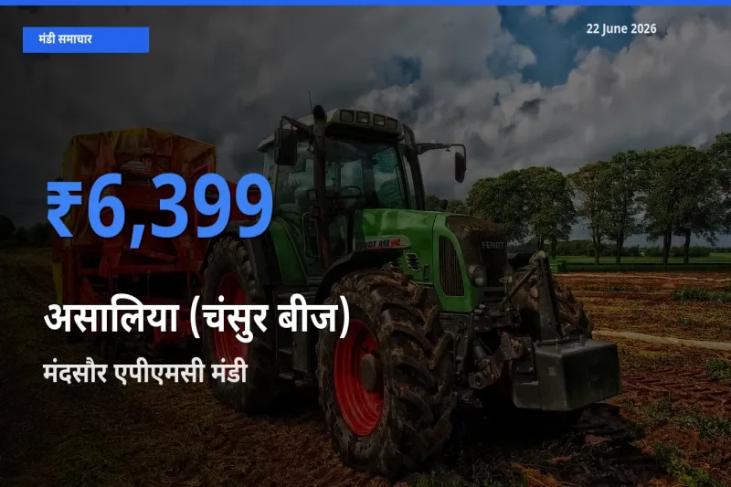 बाज़ार संकेत: मंदसौर एपीएमसी बना असालिया (चंसुर बीज) के लिए आज की टॉप मंडी