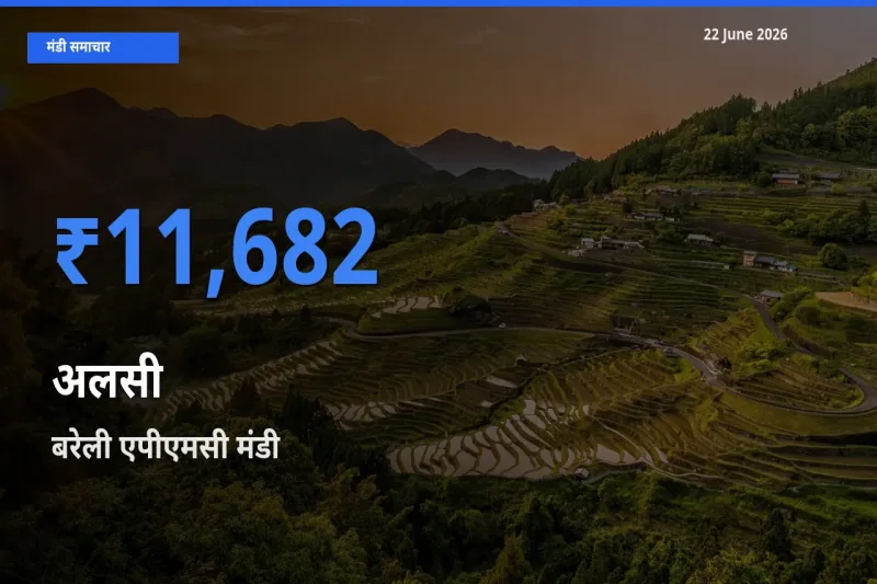 22 June अपडेट: अलसी के सबसे ऊँचे दाम बरेली एपीएमसी मंडी में