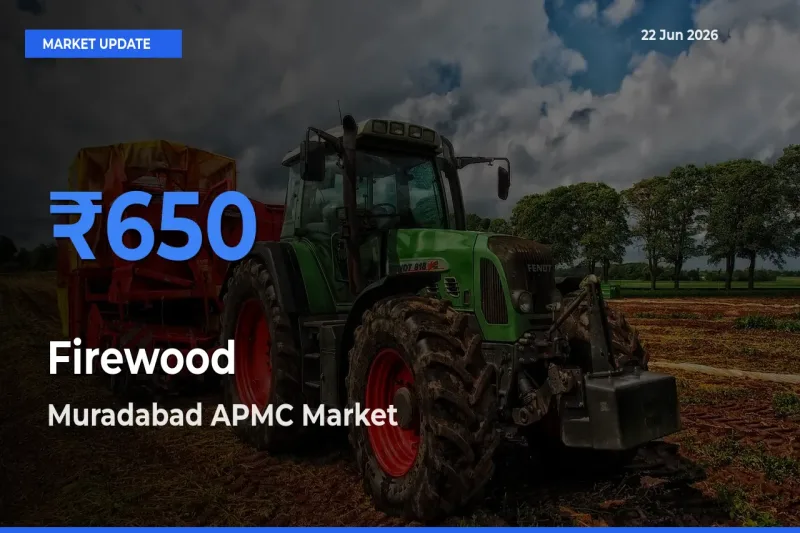 Market Watch: Muradabad APMC Becomes Top Mandi for Firewood