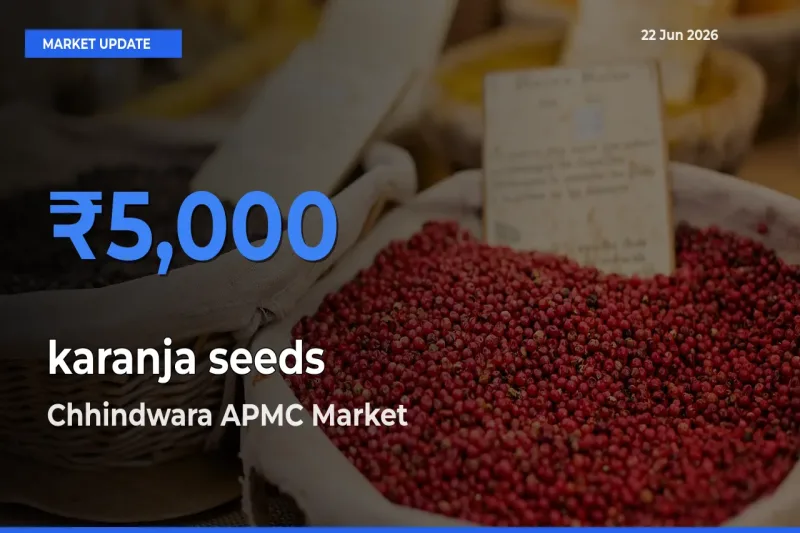 karanja seeds Mandi Rate Today: Chhindwara APMC Tops the List