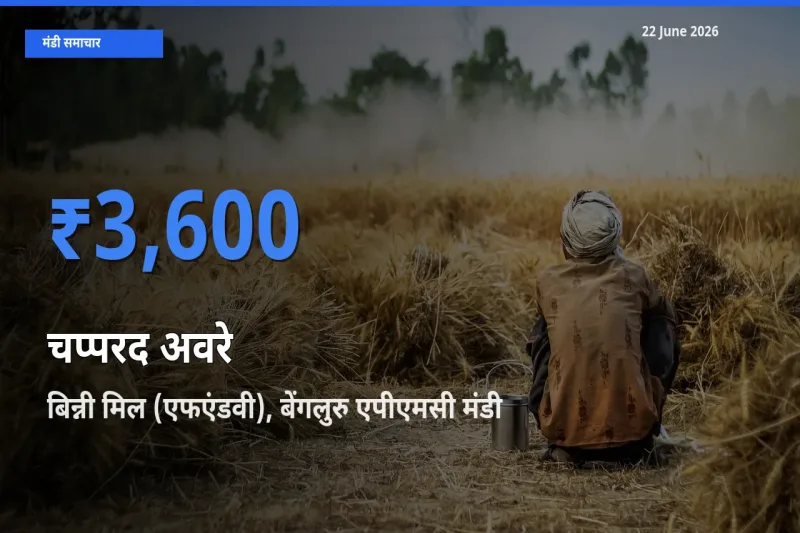 बिन्नी मिल (एफएंडवी), बेंगलुरु एपीएमसी में चप्परद अवरे का आज सबसे ऊँचा भाव