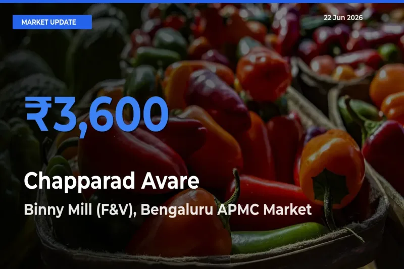 Binny Mill (F&V), Bengaluru APMC Tops Chapparad Avare Rates – June 22 Market Update