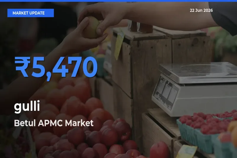 Farmers Prefer Betul APMC as gulli Hits Highest Rate