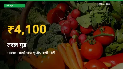 आज गोलागोकर्णनाथ एपीएमसी में तरल गुड़ के दाम रिकॉर्ड स्तर पर, ताज़ा मंडी भाव जानें