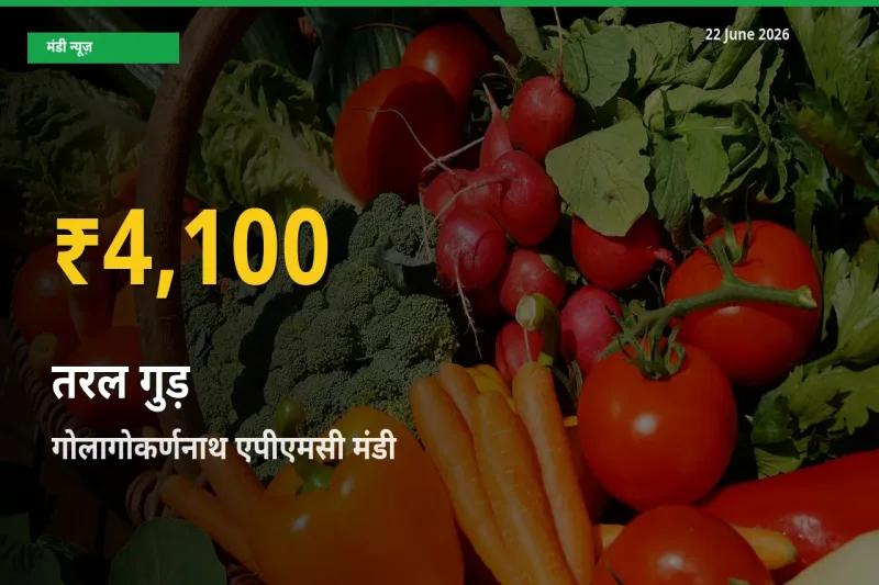 आज गोलागोकर्णनाथ एपीएमसी में तरल गुड़ के दाम रिकॉर्ड स्तर पर, ताज़ा मंडी भाव जानें