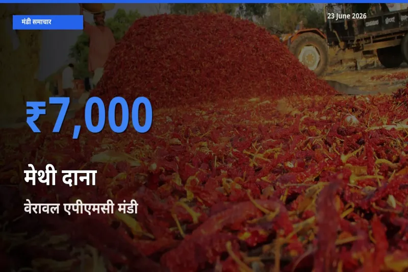 टॉप मंडी बना वेरावल एपीएमसी! मेथी दाना के सबसे ऊँचे दाम यहीं दर्ज