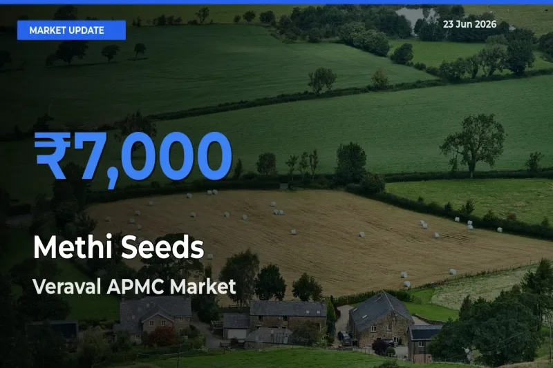 Farmers Prefer Veraval APMC as Methi Seeds Hits Highest Rate