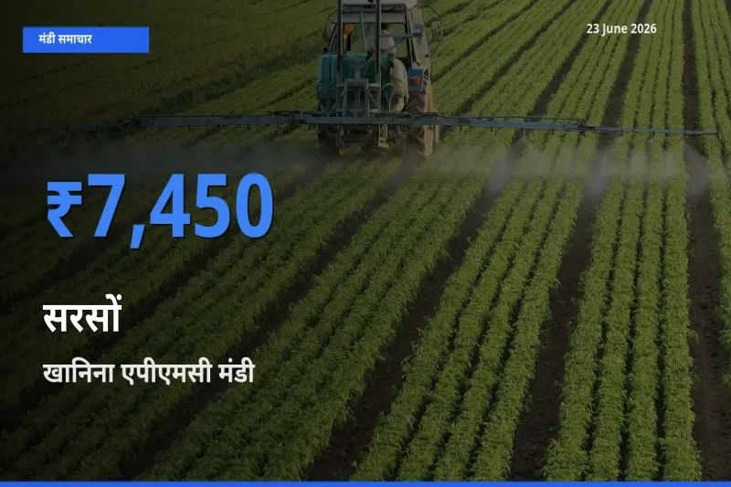 आज सरसों के सबसे ज़्यादा दाम खानिना एपीएमसी मंडी में दर्ज
