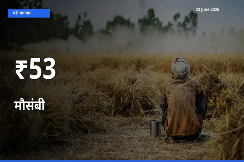 53+ मंडियों में मौसंबी के दामों का एक जैसा ट्रेंड
