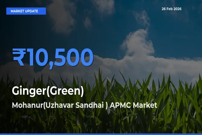 Farmers Prefer Mohanur(Uzhavar Sandhai ) APMC as Ginger(Green) Hits Highest Rate