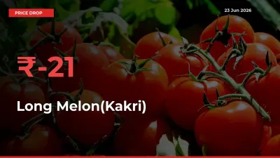 This Mandi Records 21.12% Fall in Long Melon(Kakri) Prices