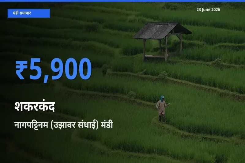 नागपट्टिनम (उझावर संधाई) मंडी में शकरकंद ₹5,900 पर पहुँचा – आज का सर्वोच्च भाव