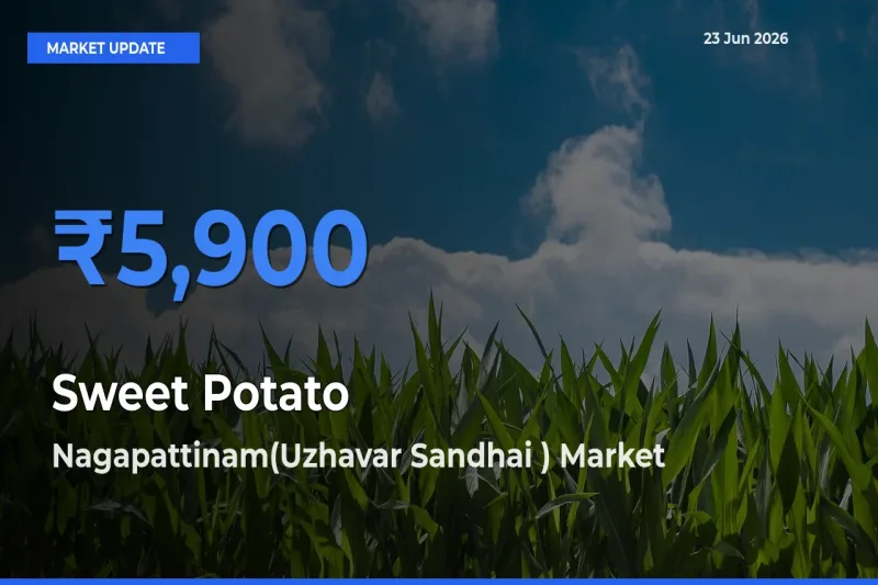 Nagapattinam(Uzhavar Sandhai ) Offers ₹5,900 – Highest Sweet Potato Rate Today