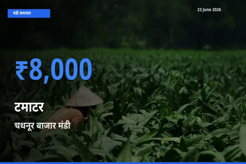 चथनूर बाजार मंडी में टमाटर ₹8,000 पर पहुँचा – आज का सर्वोच्च भाव