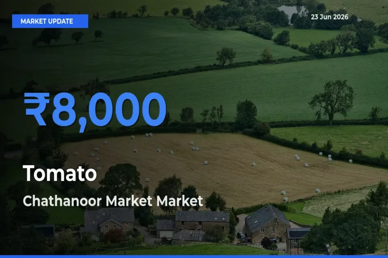 Market Watch: Chathanoor Market Becomes Top Mandi for Tomato