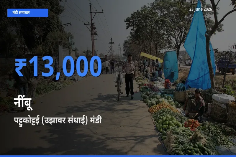 किसानों की पसंद बना पट्टुकोट्टई (उझावर संधाई), नींबू के सबसे अच्छे दाम