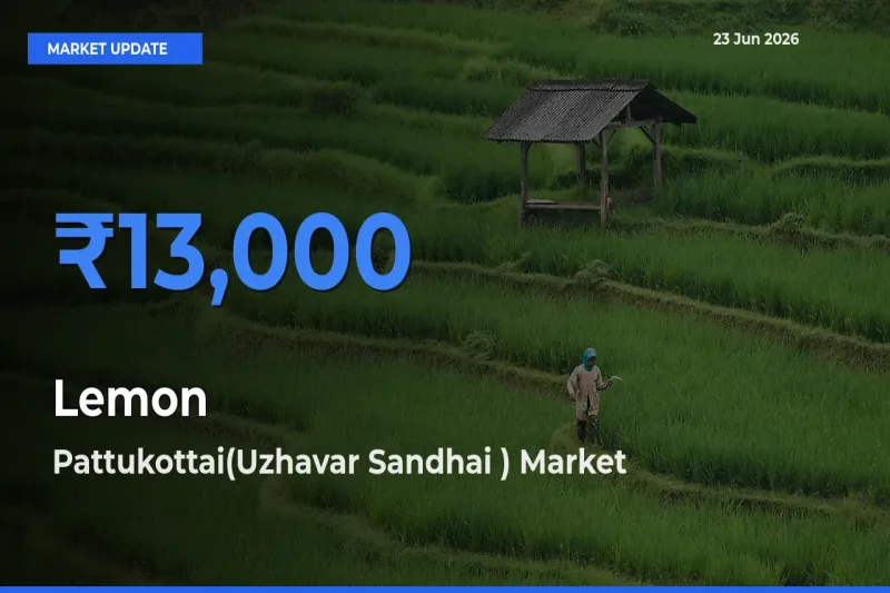 Farmers Prefer Pattukottai(Uzhavar Sandhai ) as Lemon Hits Highest Rate