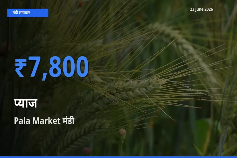 बाज़ार संकेत: Pala Market बना प्याज के लिए आज की टॉप मंडी