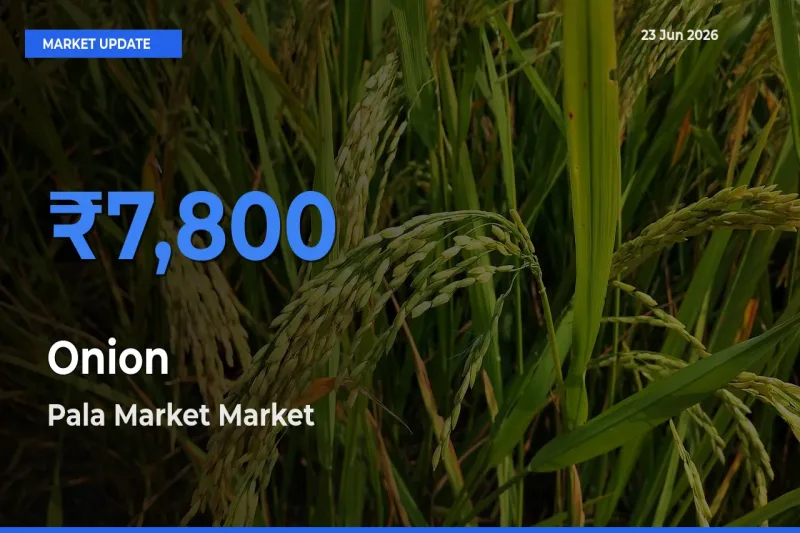 Pala Market Offers ₹7,800 – Highest Onion Rate Today