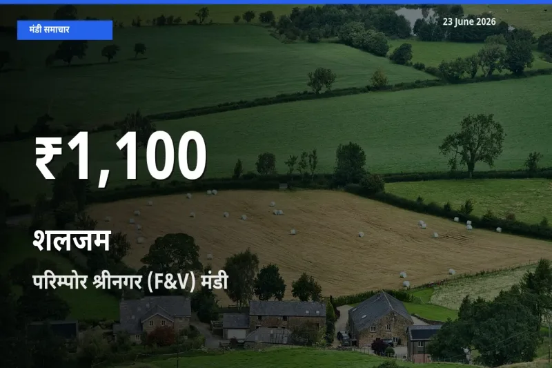 परिम्पोर श्रीनगर (F&V) में शलजम ₹1,100 पर गिरा – 30 दिन का न्यूनतम भाव
