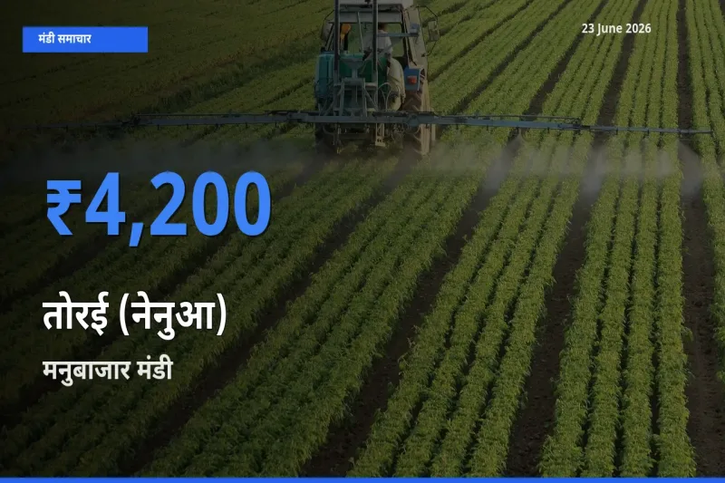 मनुबाजार मंडी में तोरई (नेनुआ) ₹4,200 पर पहुँचा – आज का सर्वोच्च भाव