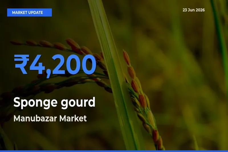 Manubazar Tops Sponge gourd Rates – June 23 Market Update