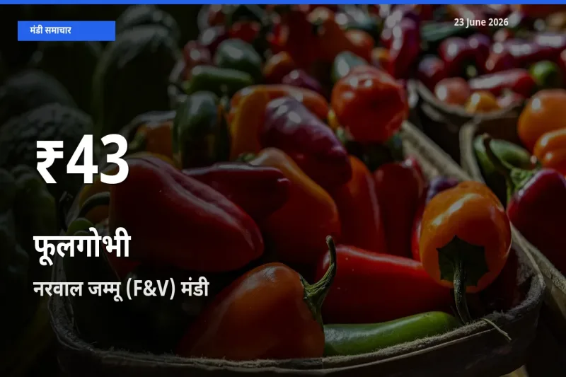 आज का मंडी भाव: नरवाल जम्मू (F&V) में फूलगोभी 30 दिन के सबसे कम स्तर पर