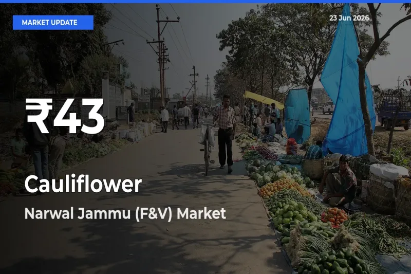 Cauliflower Falls to ₹43 in Narwal Jammu (F&V) – 30-Day Lowest Rate