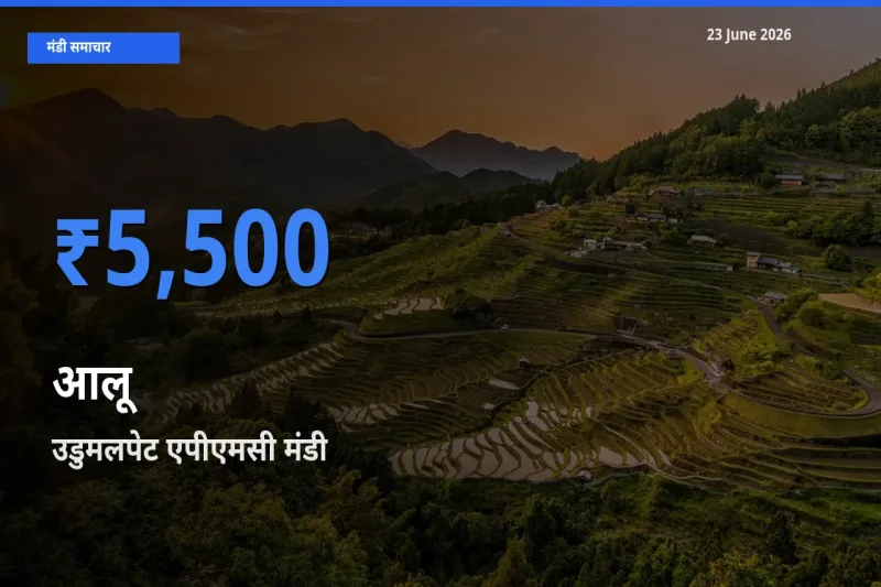 आज आलू के सबसे ज़्यादा दाम उडुमलपेट एपीएमसी मंडी में दर्ज