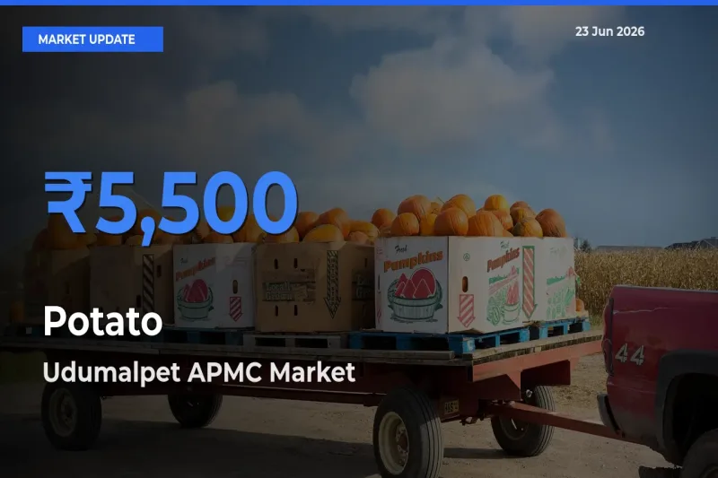 Top Performer! Udumalpet APMC Offers Best Potato Price Today