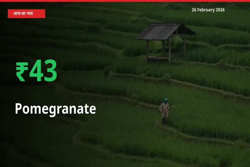 तेज़ तेजी! मंडी में Pomegranate के दाम 43.45% चढ़े