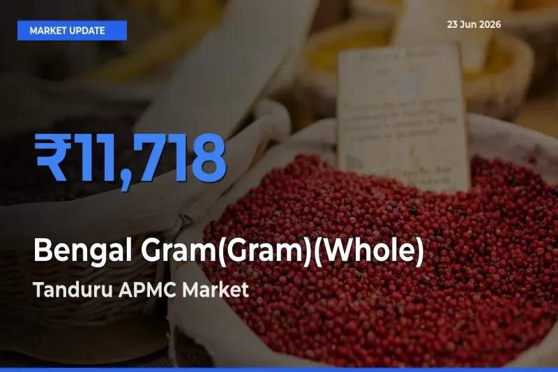 Top Performer! Tanduru APMC Offers Best Bengal Gram(Gram)(Whole) Price Today