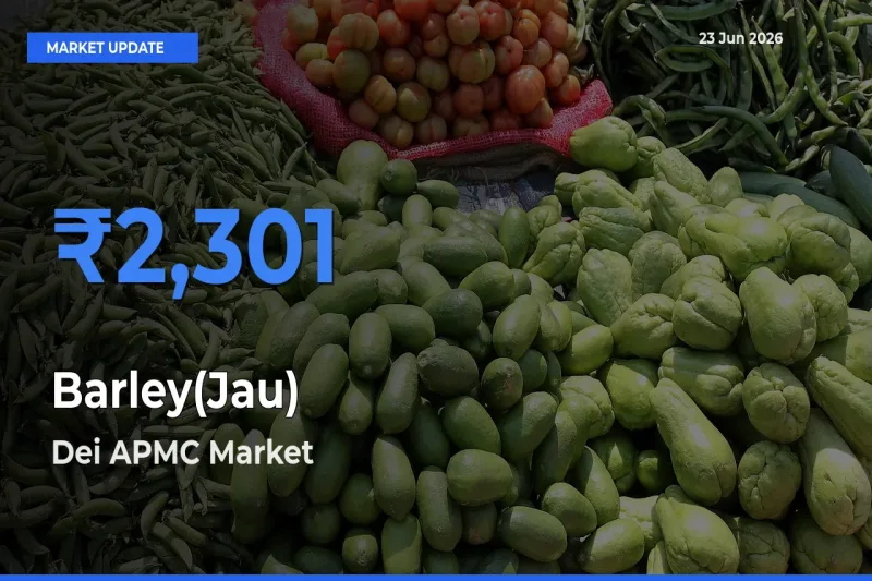Dei APMC Tops Barley(Jau) Rates – June 23 Market Update