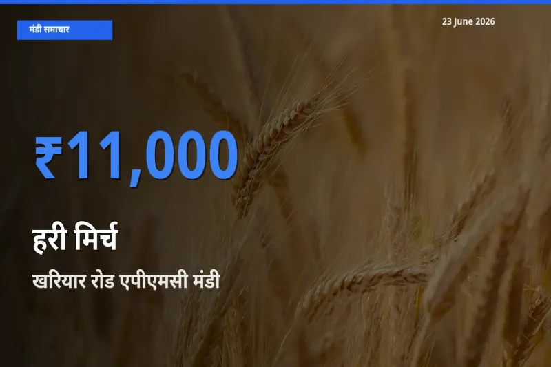 बाज़ार संकेत: खरियार रोड एपीएमसी बना हरी मिर्च के लिए आज की टॉप मंडी