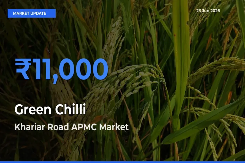 Khariar Road APMC Leads as Top Mandi for Green Chilli Prices