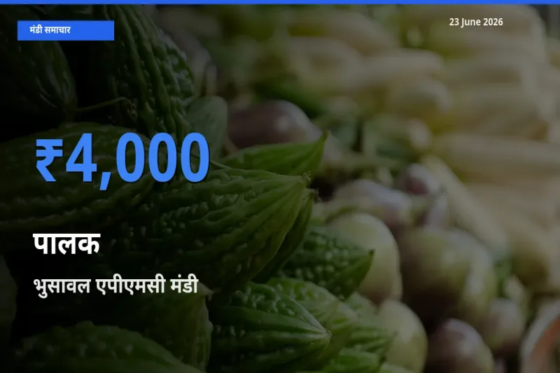 भुसावल एपीएमसी मंडी में आज पालक के सबसे ऊँचे दाम दर्ज