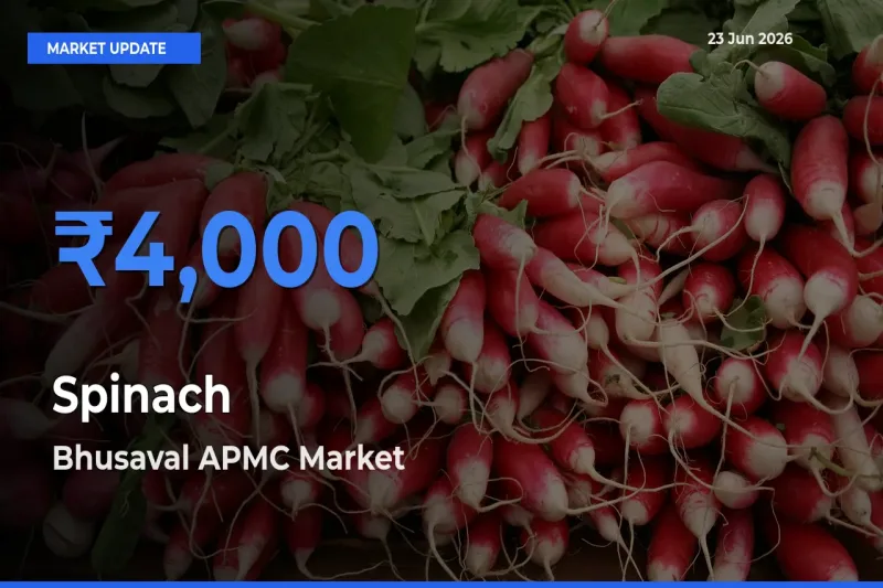 Top Performer! Bhusaval APMC Offers Best Spinach Price Today