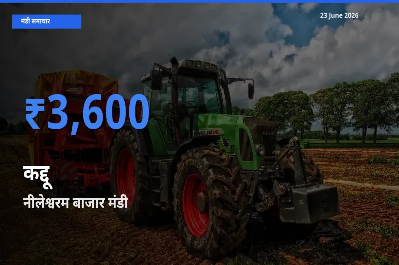 नीलेश्वरम बाजार मंडी में आज कद्दू के सबसे ऊँचे दाम दर्ज