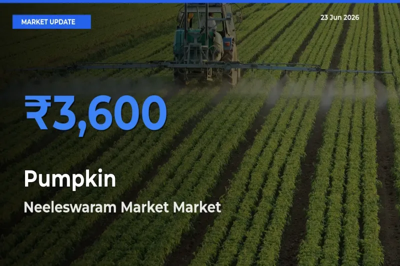 Neeleswaram Market Offers ₹3,600 – Highest Pumpkin Rate Today