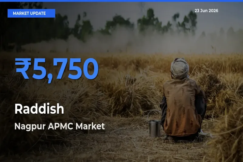 Market Watch: Nagpur APMC Becomes Top Mandi for Raddish