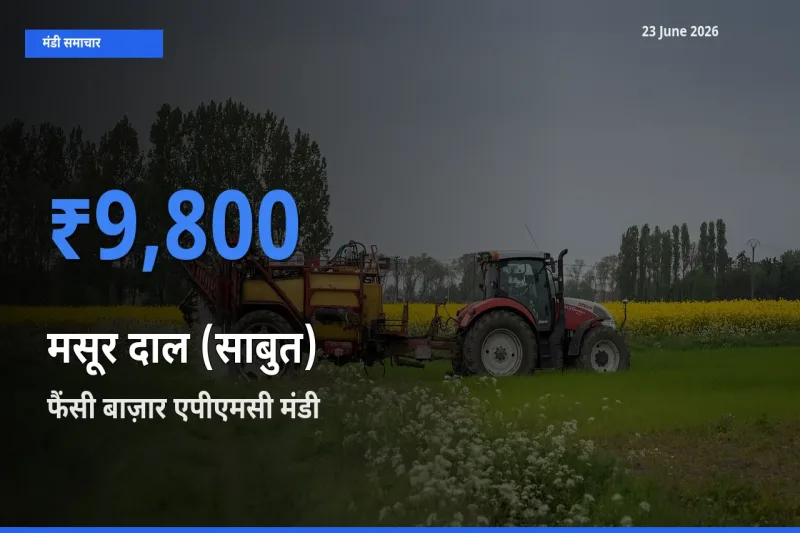 फैंसी बाज़ार एपीएमसी में मसूर दाल (साबुत) का आज सबसे ऊँचा भाव