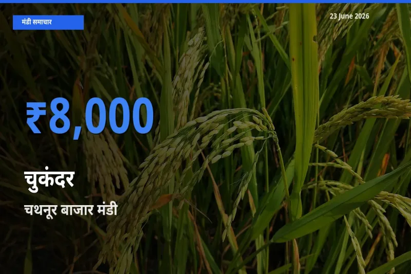 चथनूर बाजार में चुकंदर का आज सबसे ऊँचा भाव