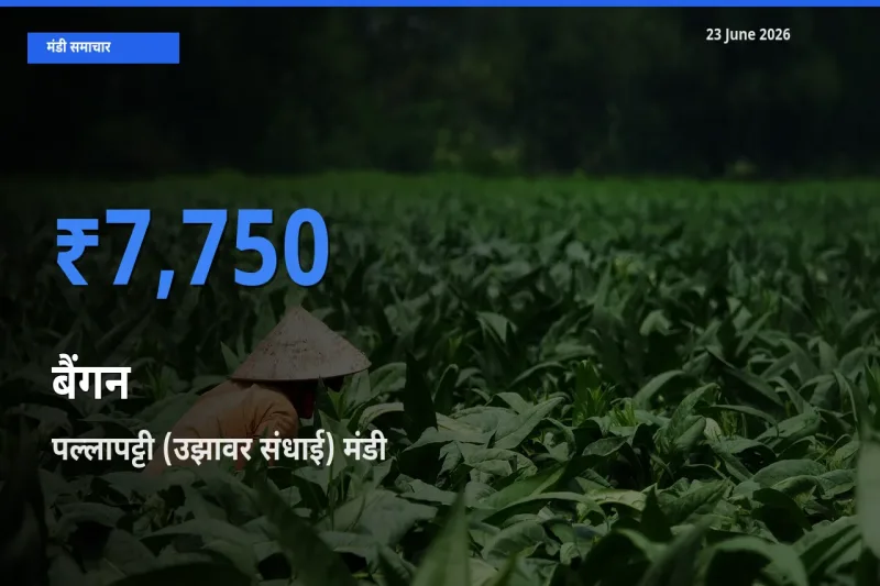 पल्लापट्टी (उझावर संधाई) में बैंगन का आज सबसे ऊँचा भाव
