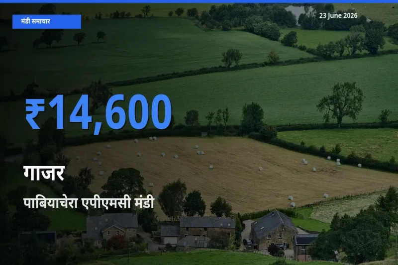 पाबियाचेरा एपीएमसी मंडी में आज गाजर के सबसे ऊँचे दाम दर्ज