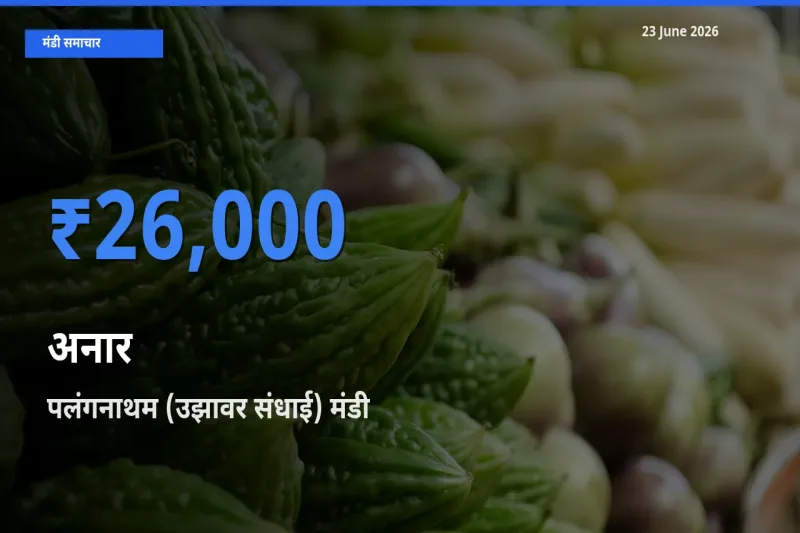 किसानों की पसंद बना पलंगनाथम (उझावर संधाई), अनार के सबसे अच्छे दाम
