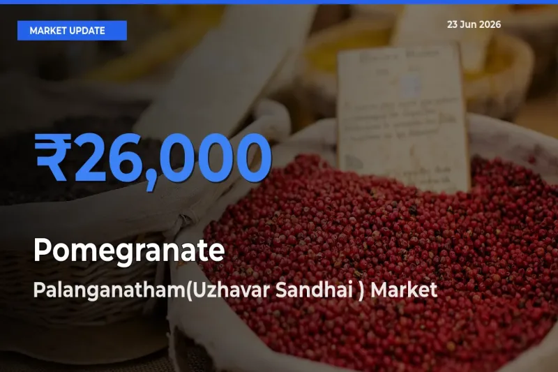 Palanganatham(Uzhavar Sandhai ) Tops Pomegranate Rates – June 23 Market Update