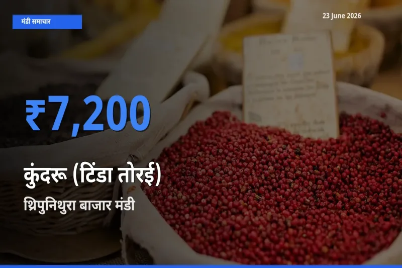 थ्रिपुनिथुरा बाजार में कुंदरू (टिंडा तोरई) का आज सबसे ऊँचा भाव