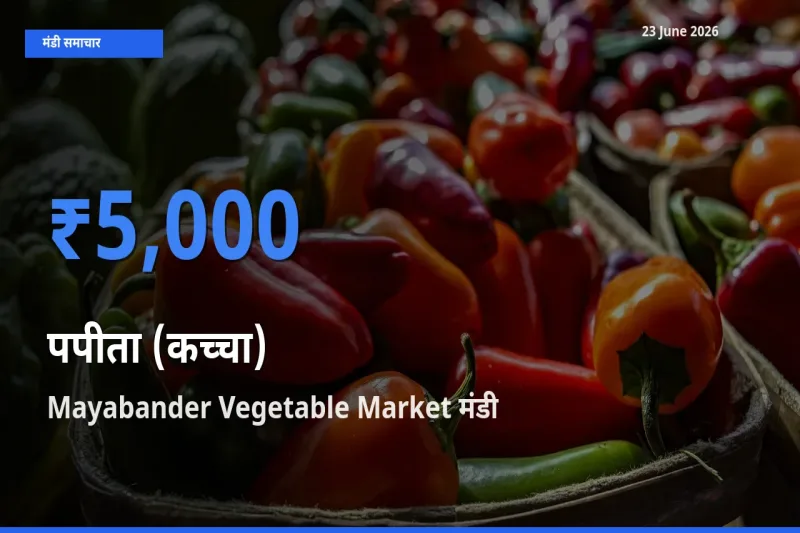 Mayabander Vegetable Market मंडी में आज पपीता (कच्चा) के सबसे ऊँचे दाम दर्ज
