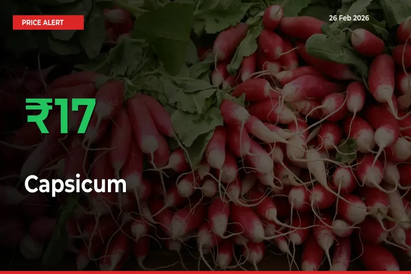 Sudden 17.21% Rally in Capsicum Prices Across Mandis