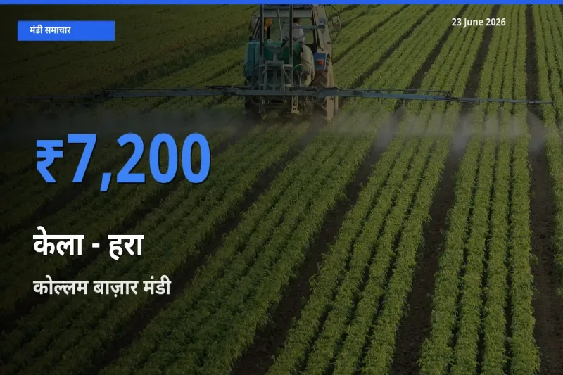 किसानों की पसंद बना कोल्लम बाज़ार, केला - हरा के सबसे अच्छे दाम
